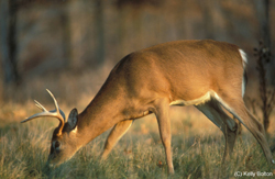 Wildlife